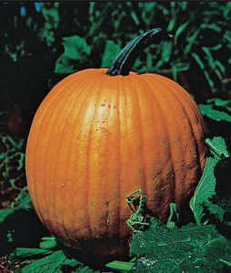 Conn Field Pumpkin